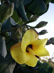 Hibiscus tiliaceus