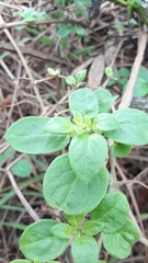 Salpichroa tristis