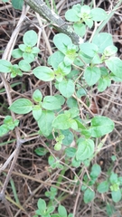 Salpichroa tristis