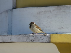 Passer domesticus