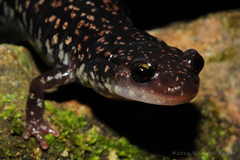 Plethodon caddoensis