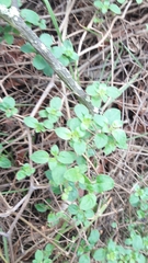 Salpichroa tristis