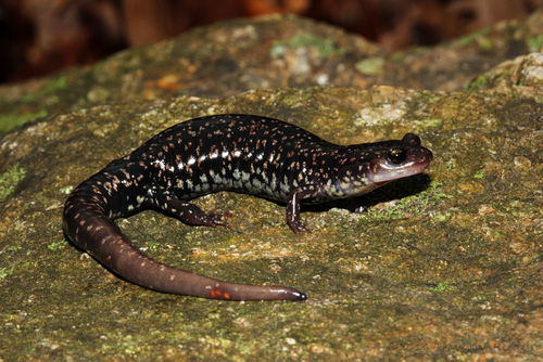 Caddo Mountain Salamander