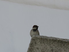 Passer domesticus