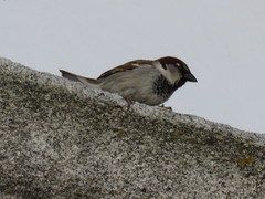 Passer domesticus