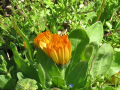 Calendula