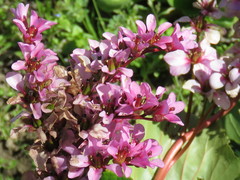 Bergenia