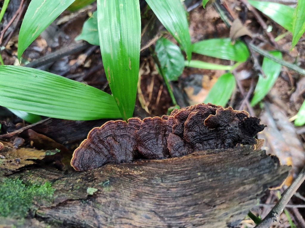 Hymenochaete microcycla · October 2023 · photo: © biomartita (iNaturalist, cc-by)