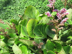 Bergenia
