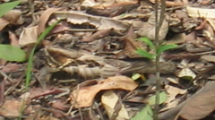 Caprimulgus macrurus