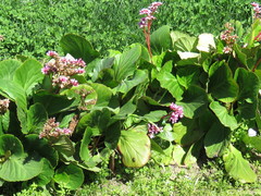 Bergenia