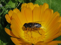 Eristalis similis