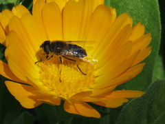 Eristalis similis