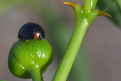 Parexochomus nigromaculatus