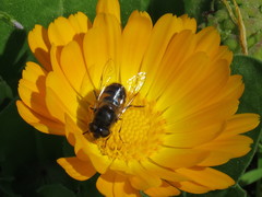 Eristalis similis