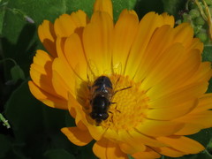 Eristalis similis