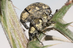 Larinus onopordi