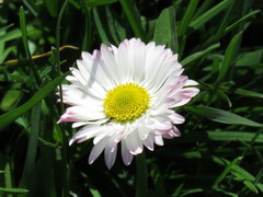 Bellis perennis