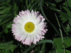 Bellis perennis