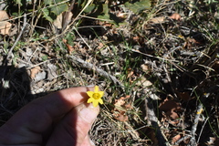 Narcissus assoanus