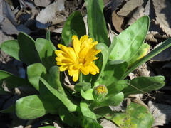 Calendula