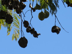 Jacaranda mimosifolia
