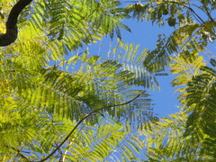 Jacaranda mimosifolia