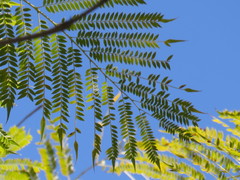 Jacaranda mimosifolia