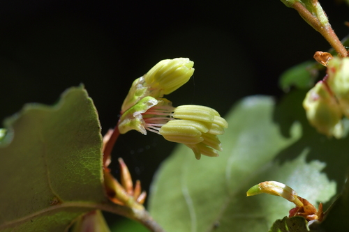 Red beech (Nothofagus fusca)