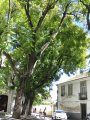 Jacaranda mimosifolia
