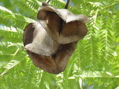 Jacaranda mimosifolia