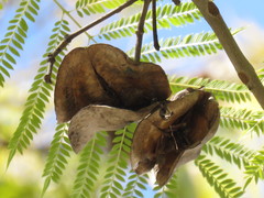 Jacaranda mimosifolia
