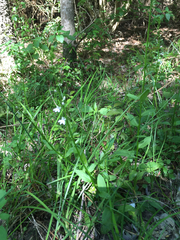 Lobelia appendiculata
