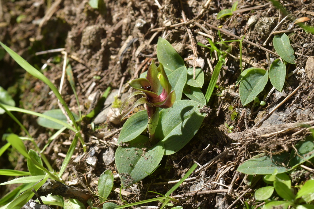 Chiloglottis valida