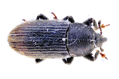 Mecinus pyraster