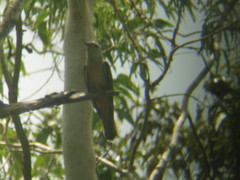 Cacomantis variolosus