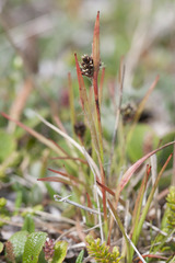 Luzula multiflora frigida