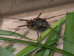Protolophus singularis