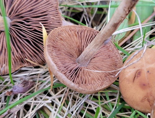Hebeloma excedens (Photo 3 of 5)