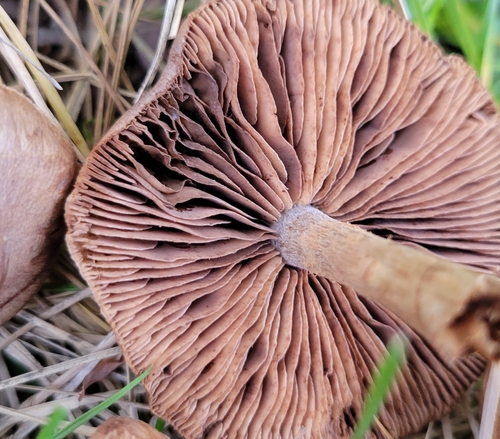 Hebeloma excedens (Photo 4 of 5)