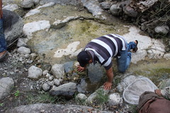 Leptodactylus melanonotus