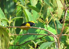 Euphonia luteicapilla