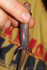 Desmognathus brimleyorum