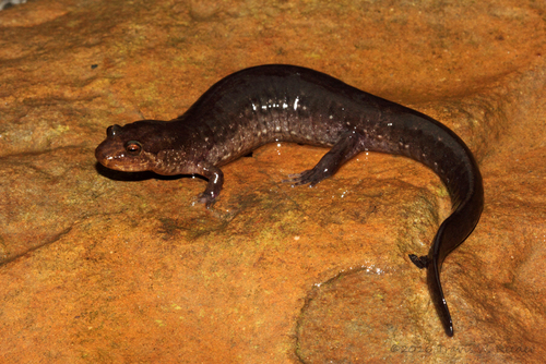 Ouachita Dusky Salamander