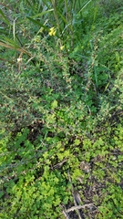 Eriogonum parvifolium