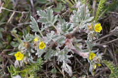 Potentilla pulchella