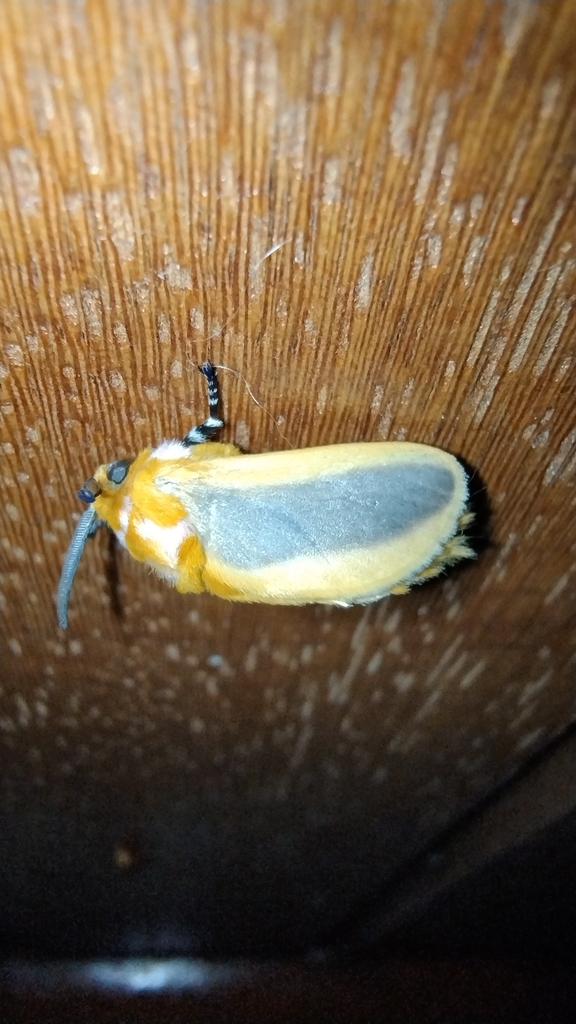 Endobrachys placidula