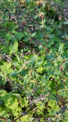 Eriogonum parvifolium