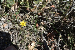 Narcissus assoanus