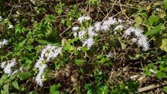 Tamaulipa azurea